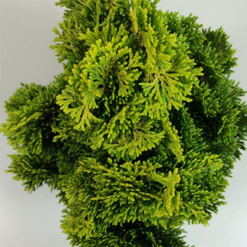 Chamaecyparis obtusa Aurora - Hinoki cipres (Foliage)