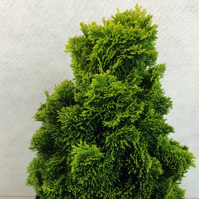 Chamaecyparis obtusa Aurora - Hinoki cipres (Plant habit)