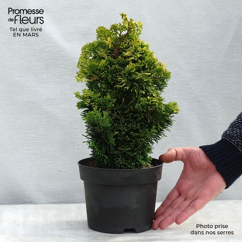 Example of Chamaecyparis obtusa Aurora - Hinoki cipres Pot van 2 l/3 l as you get in printemps