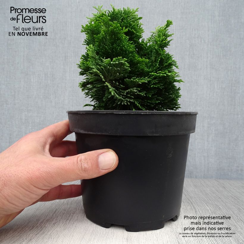 Exemplaar van Chamaecyparis obtusa Aurora - Hinoki cipres Pot van 2 l/3 l zoals geleverd in de herfst