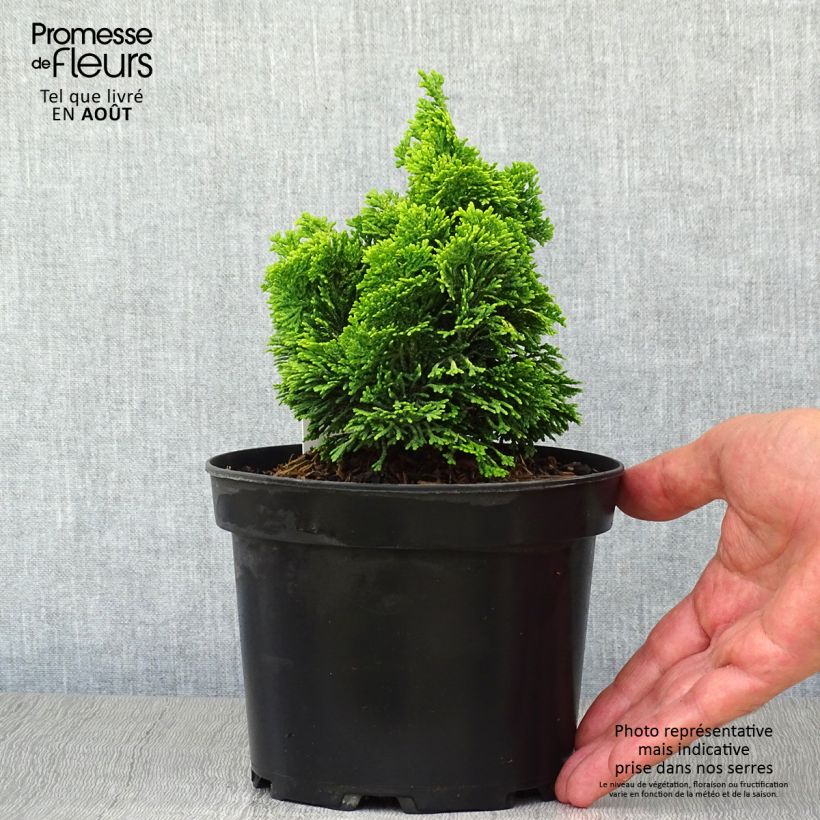 Exemplaar van Chamaecyparis obtusa Aurora - Hinoki cipres Pot van 2 l/3 l zoals geleverd in de zomer