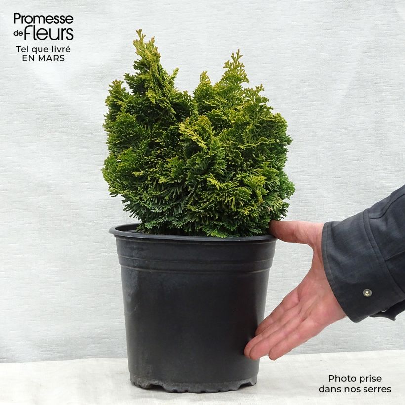Example of Chamaecyparis obtusa Aurora - Hinoki cipres Pot van 4 l/5 l as you get in printemps