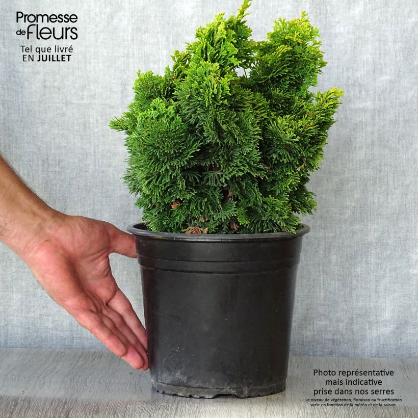 Exemplaar van Chamaecyparis obtusa Aurora - Hinoki cipres Pot van 4 l/5 l zoals geleverd in de zomer
