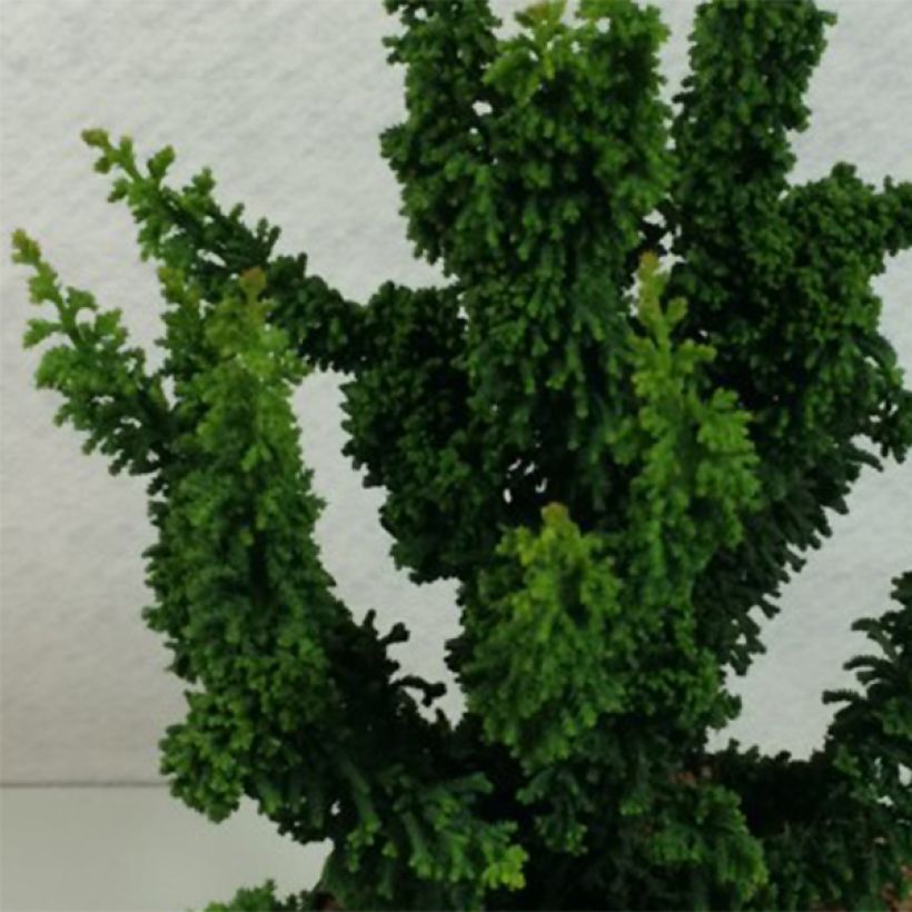 Chamaecyparis obtusa Chirimen - Hinoki cipres (Blad)