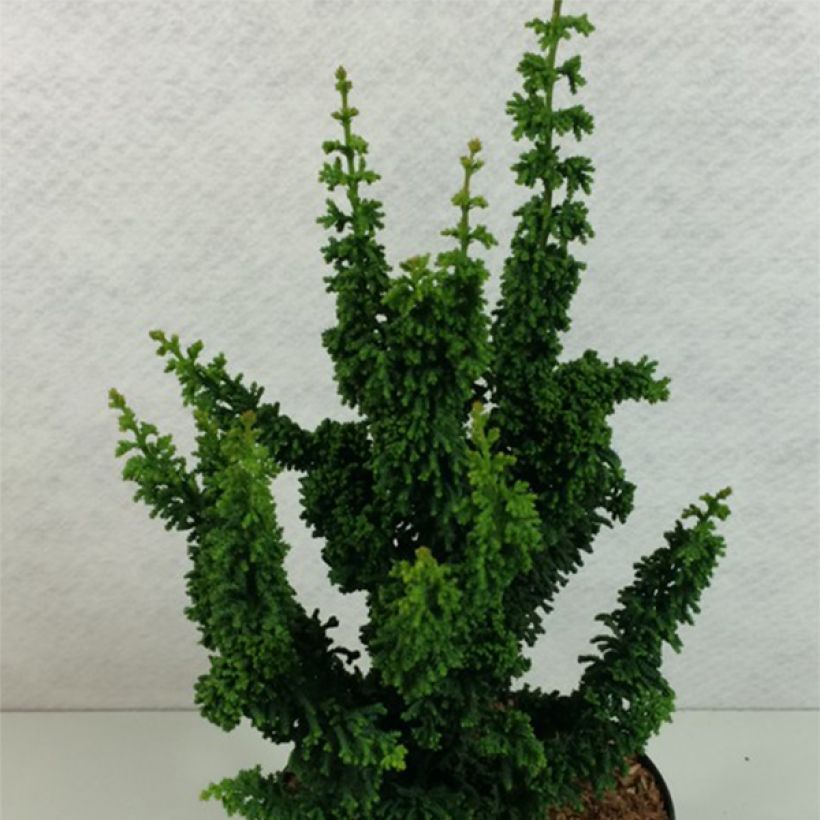 Chamaecyparis obtusa Chirimen - Hinoki cipres (Groeiplaats)