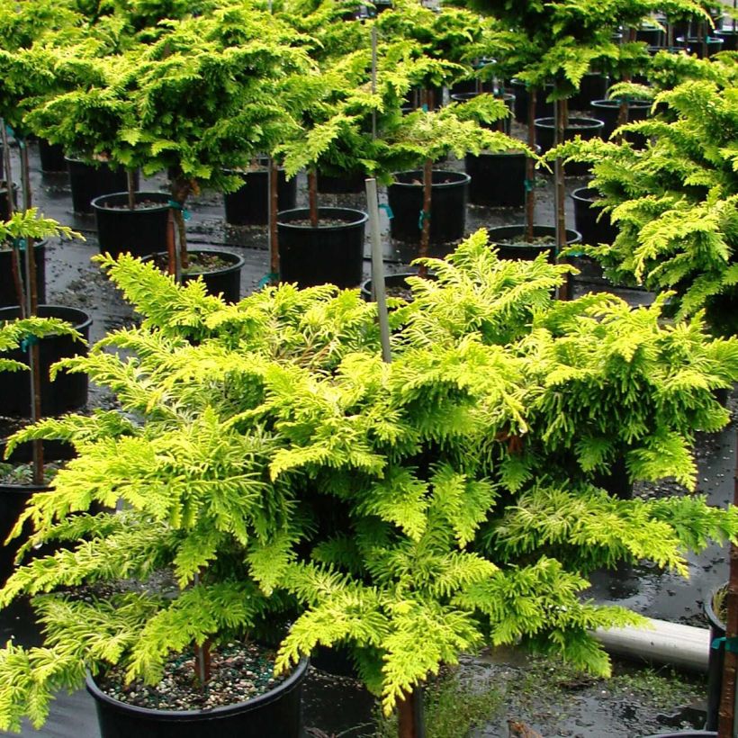 Chamaecyparis obtusa Fernspray Gold - Hinoki cipres (Groeiplaats)