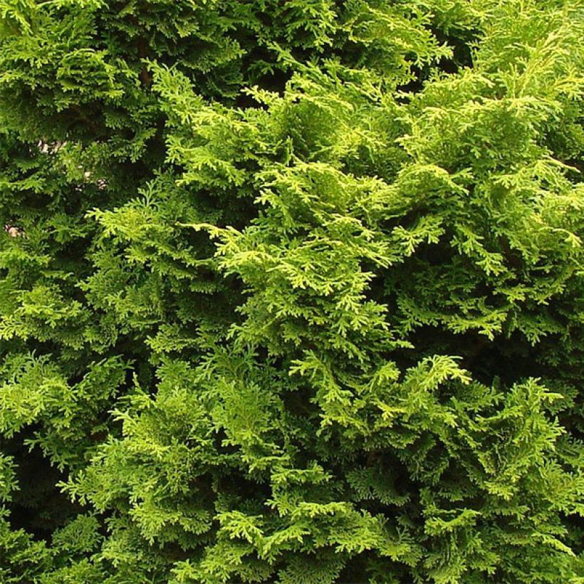 Chamaecyparis obtusa Gold Drop - Hinoki cipres (Blad)