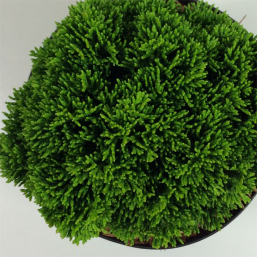 Chamaecyparis obtusa Juniperoides - Hinoki cipres (Blad)