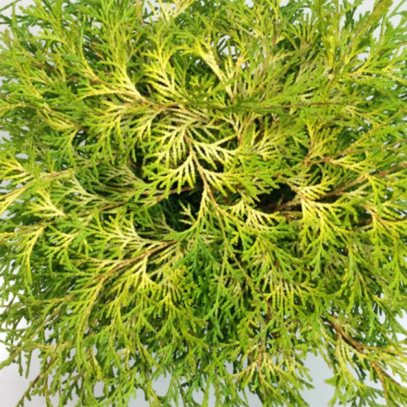 Chamaecyparis obtusa Kamarachiba - Hinoki cipres (Blad)
