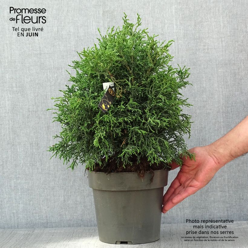 Exemplaar van Chamaecyparis obtusa Lycopodioides - Hinoki cipres Pot van 4 l/5 l zoals geleverd in de lente