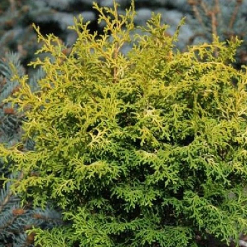 Chamaecyparis obtusa Melody - Hinoki cipres (Blad)