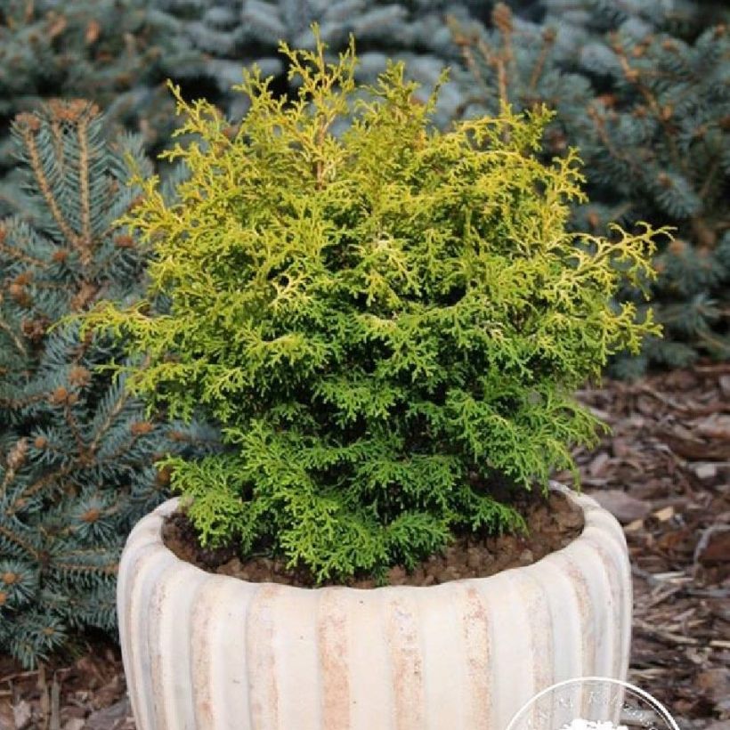 Chamaecyparis obtusa Melody - Hinoki cipres (Groeiplaats)