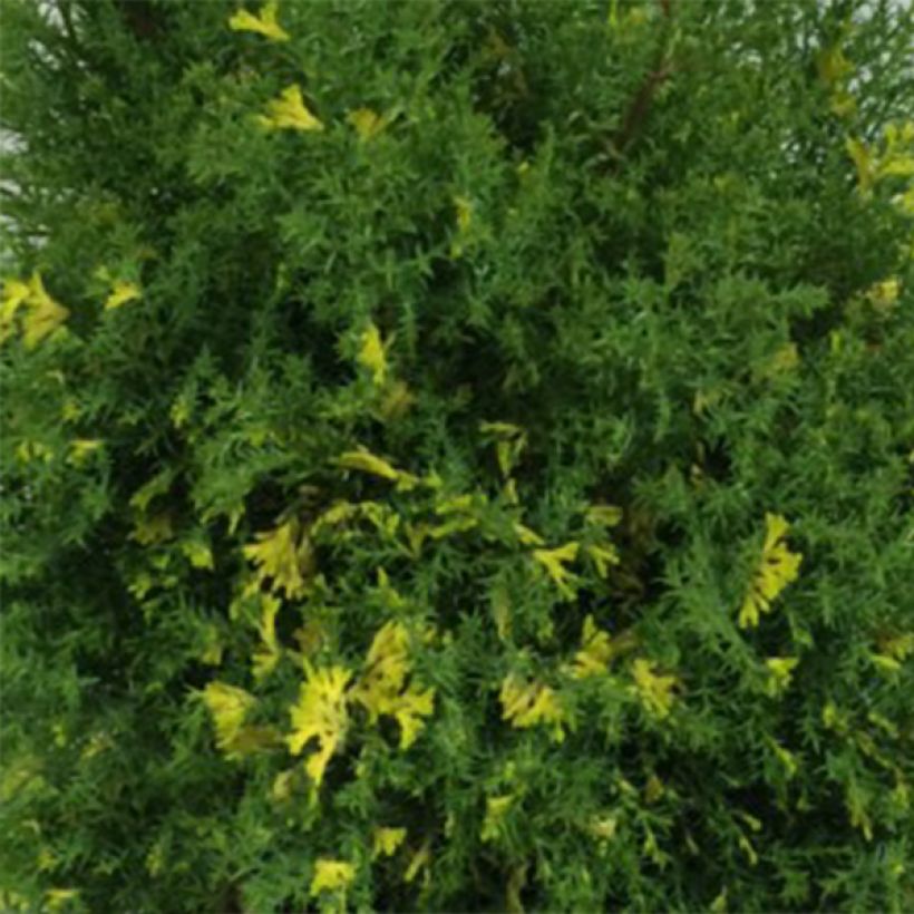 Chamaecyparis obtusa Saffron Spray - Hinoki cipres (Blad)