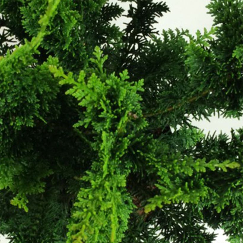 Chamaecyparis obtusa Teddy Bear - Hinoki cipres (Blad)