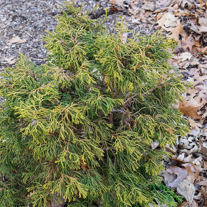 Chamaecyparis obtusa Tsatsumi Gold - Hinoki cipres (Groeiplaats)