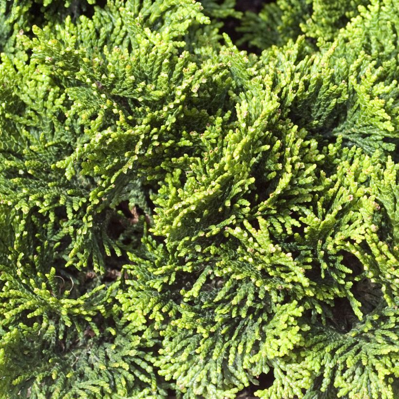 Chamaecyparis obtusa Contorta - Hinoki cipres (Blad)