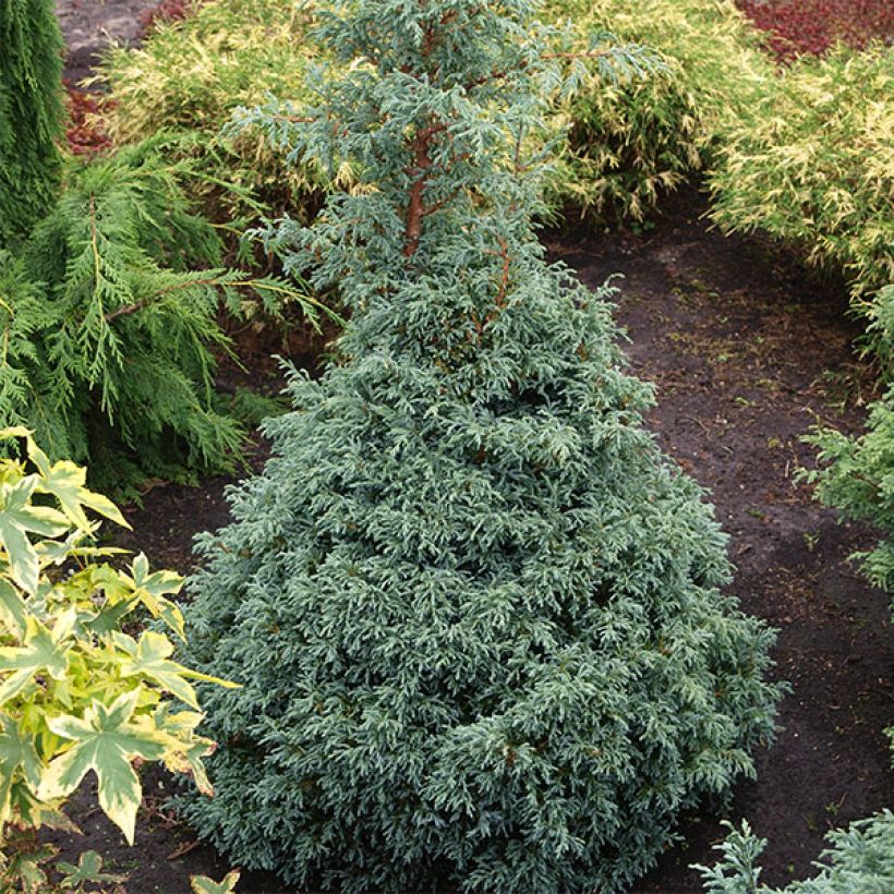 Chamaecyparis pisifera Baby Blue - Schijncipres (Groeiplaats)