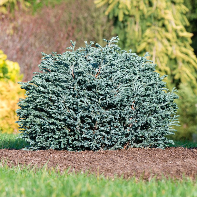 Chamaecyparis pisifera Blue Moon - Schijncipres (Groeiplaats)