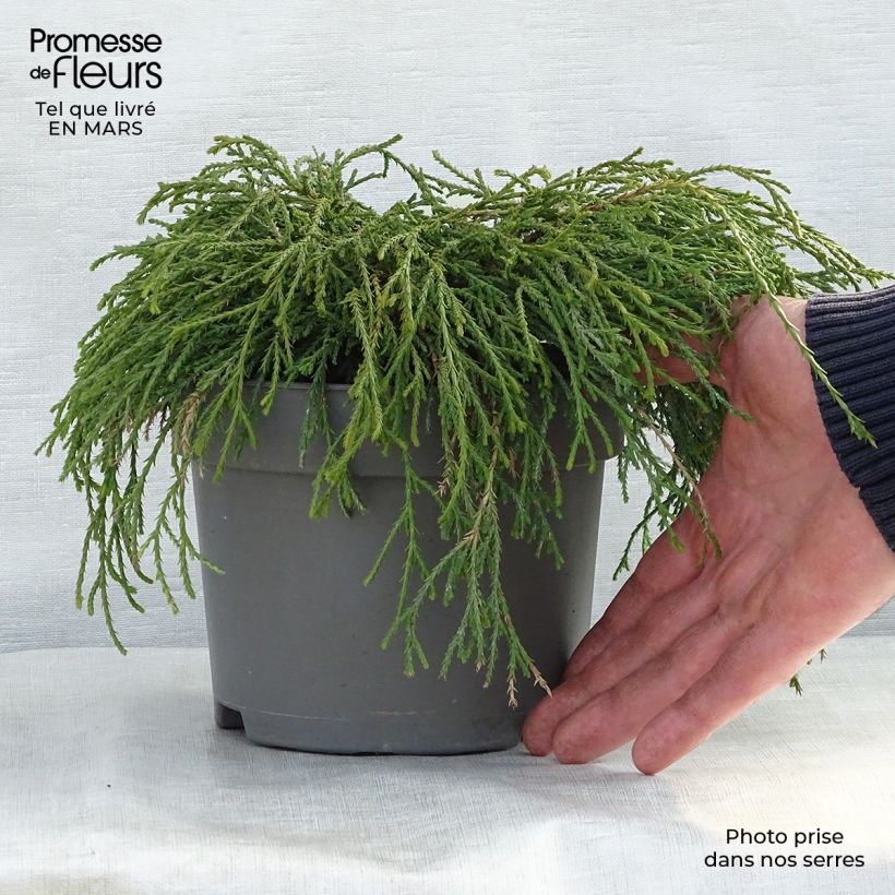 Example of Chamaecyparis pisifera Filifera Nana - Schijncipres Pot van 2 l/3 l as you get in printemps