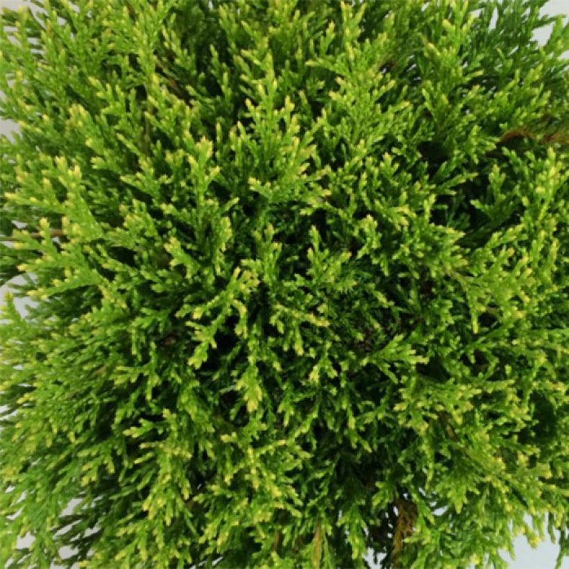 Chamaecyparis pisifera Filips Happy Day - Schijncipres (Foliage)