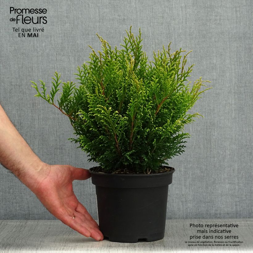Example of Chamaecyparis pisifera Filips Happy Day - Schijncipres Pot van 2 l/3 l as you get in printemps
