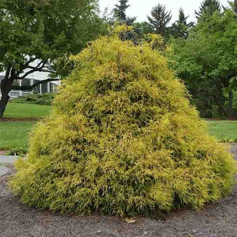 Chamaecyparis pisifera Golden Mop - Schijncipres (Groeiplaats)