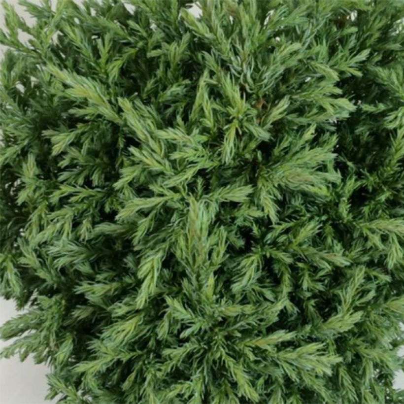 Chamaecyparis pisifera Lieve - Schijncipres (Blad)