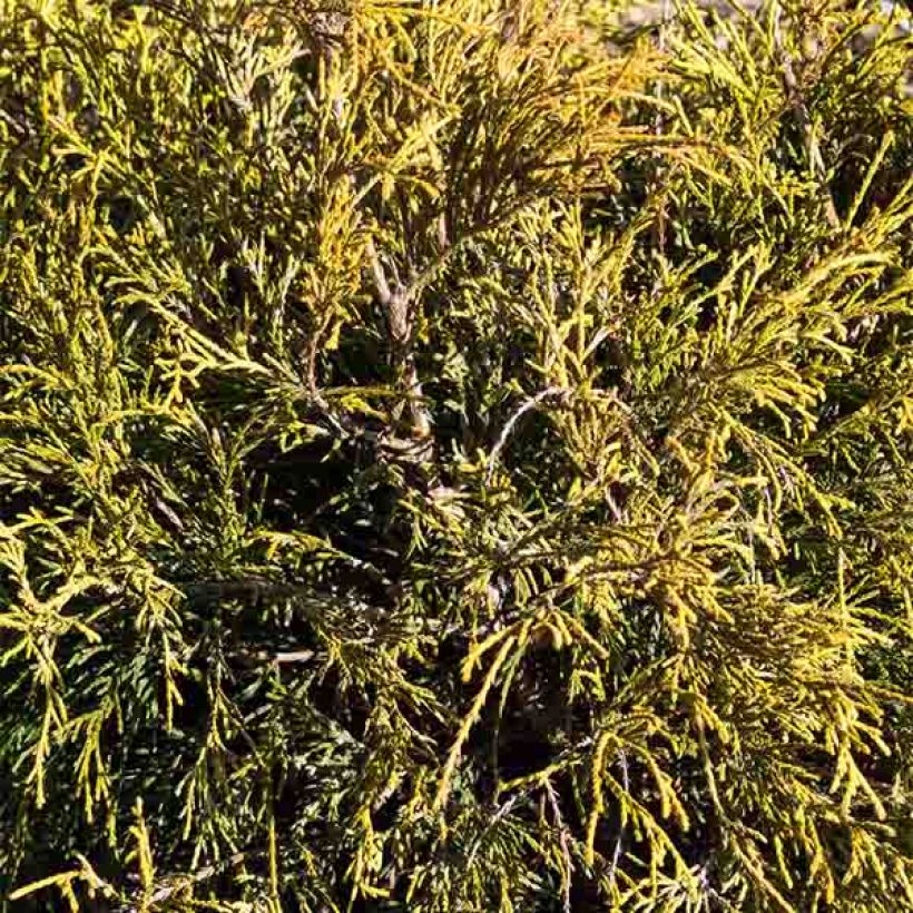 Chamaecyparis pisifera Sungold - Schijncipres (Foliage)