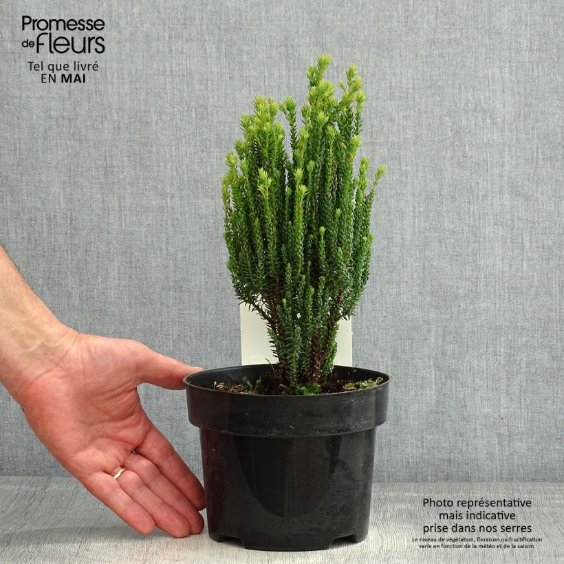 Example of Chamaecyparis thyoides Blue Rock - Schijncipres Pot van 2 l/3 l as you get in printemps