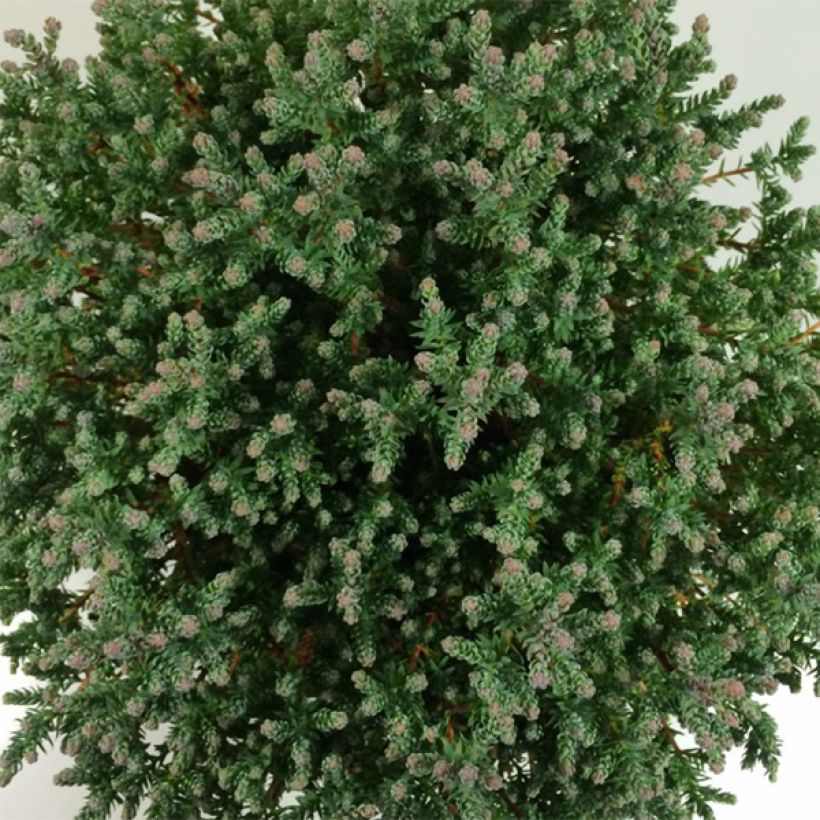 Chamaecyparis thyoides Blue Rock - Schijncipres (Foliage)
