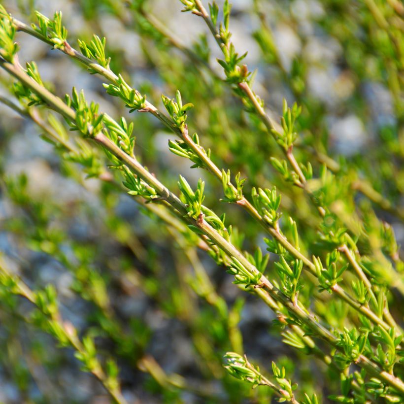 Chamaecytisus purpureus - Purperen brem (Blad)