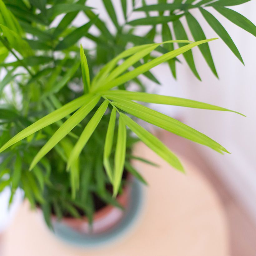 Chamaedorea elegans - Palmier nain d'appartement (Blad)