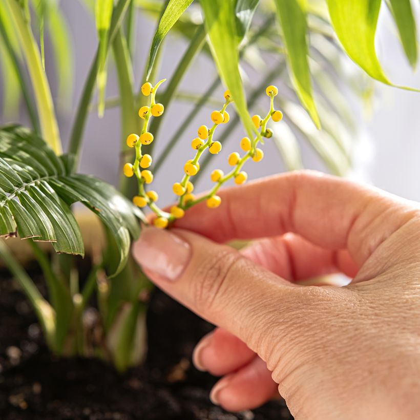 Chamaedorea elegans - Palmier nain d'appartement (Bloei)