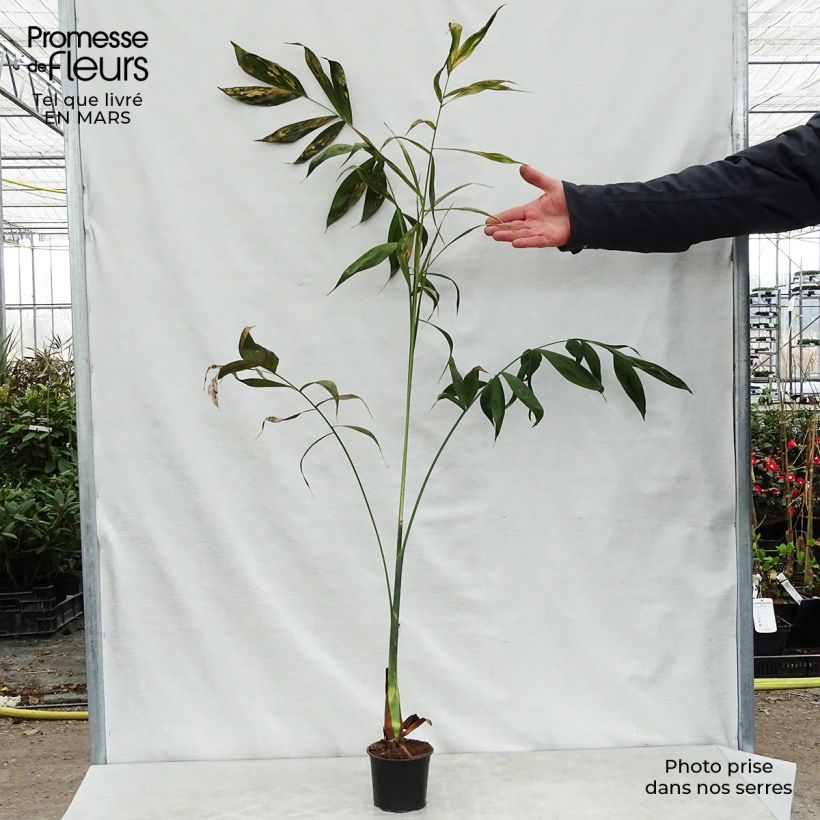 Exemplaar van Chamaedorea klotzschiana - Palmier chamaedorée Pot van 12 cm / 13 cm zoals geleverd in de lente