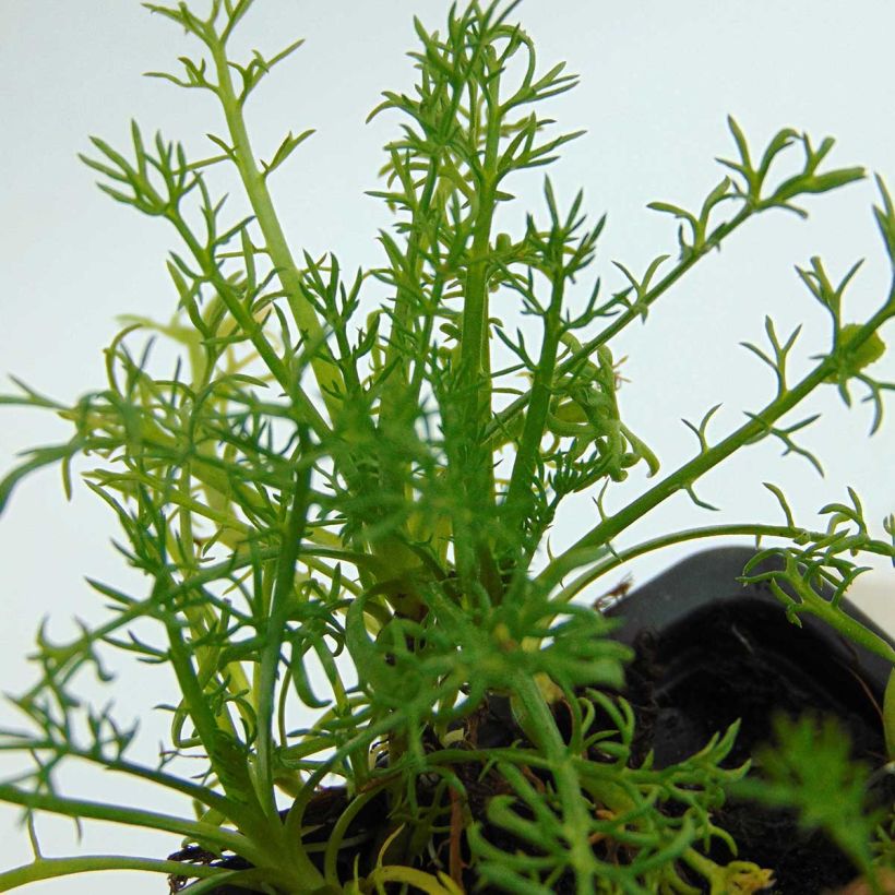 Chamaemelum nobile Flore Pleno - Roomse kamille (Blad)