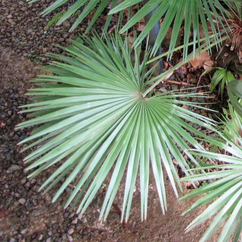Chamaerops humilis - Europese dwergpalm (Blad)