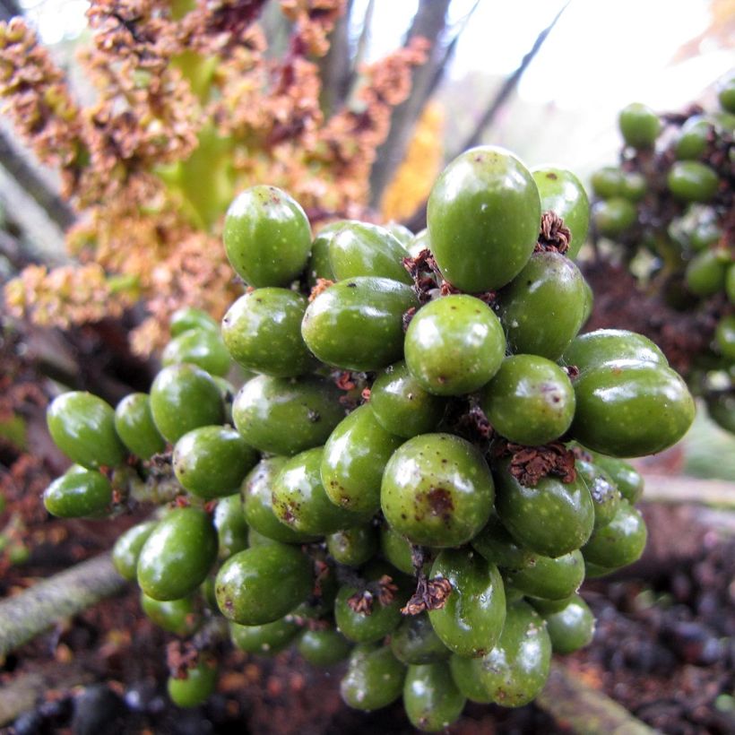 Chamaerops humilis - Europese dwergpalm (Oogst)
