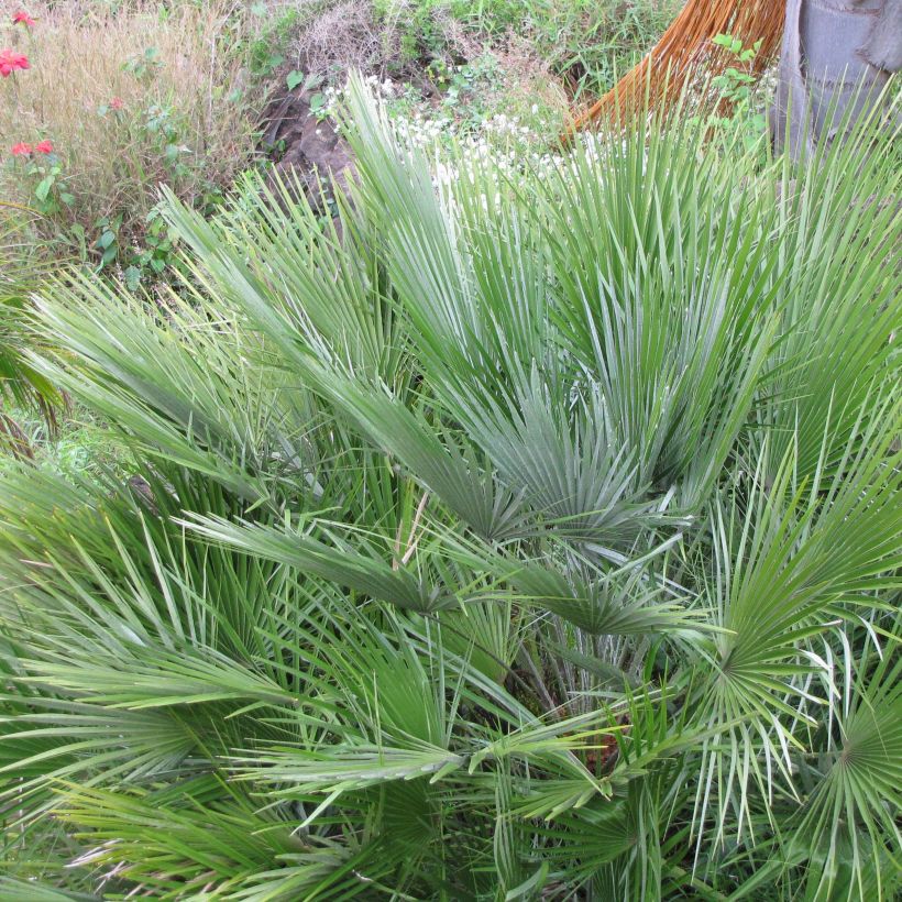Chamaerops humilis Compacta - Europese dwergpalm (Foliage)