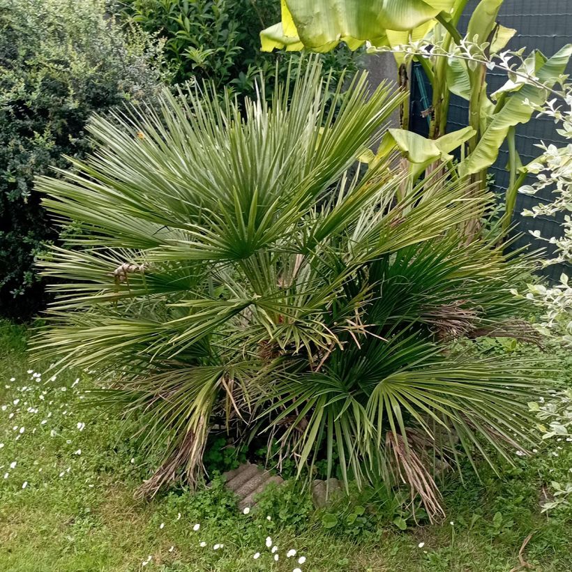 Chamaerops humilis Compacta - Europese dwergpalm (Plant habit)