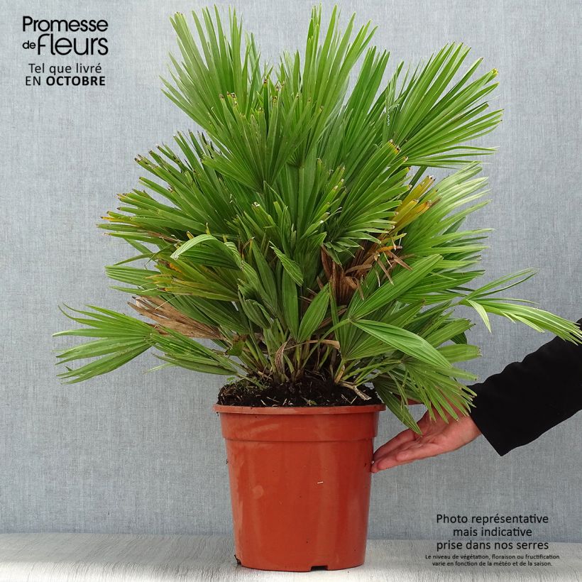 Exemplaar van Chamaerops humilis Compacta - Europese dwergpalm Pot van 6 l/7 l zoals geleverd in de herfst