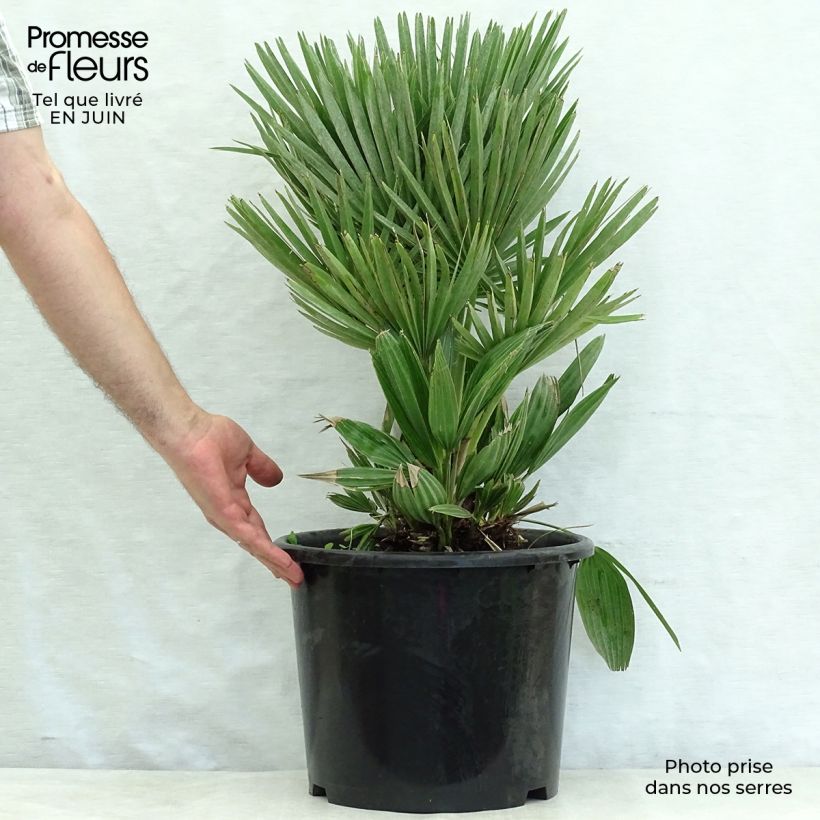 Exemplaar van Chamaerops humilis Compacta - Europese dwergpalm Pot van 6 l/7 l zoals geleverd in de zomer