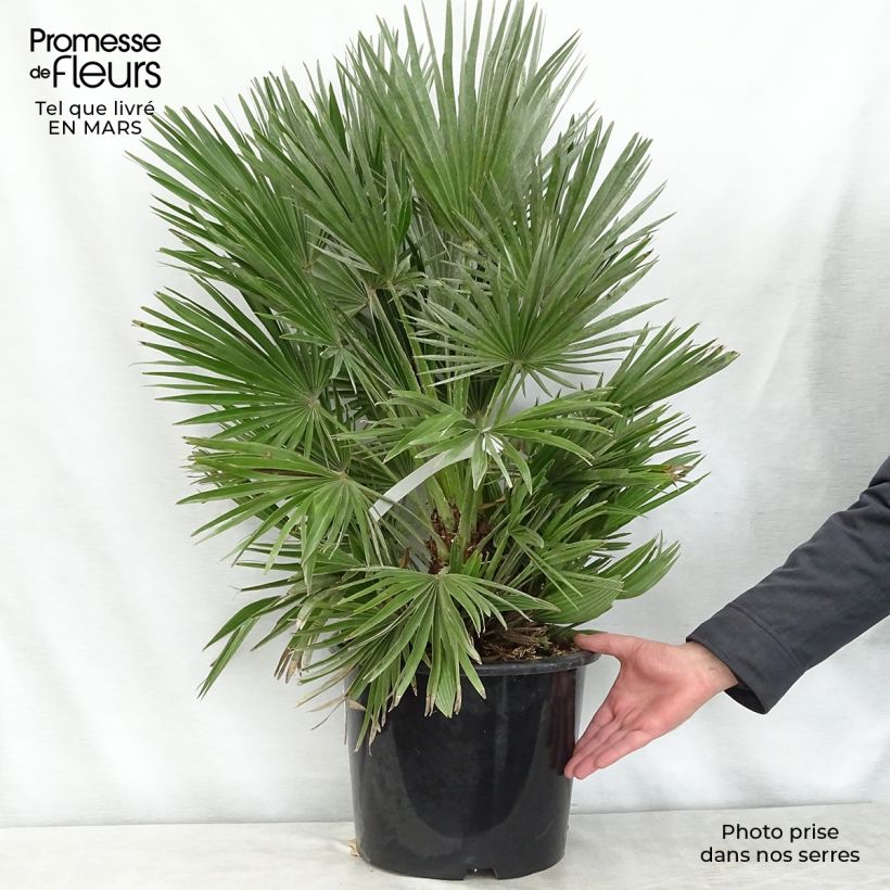 Example of Chamaerops humilis Compacta - Europese dwergpalm Pot van 6 l/7 l as you get in printemps