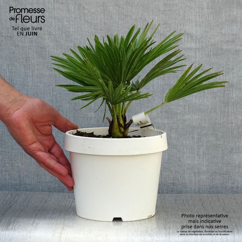 Exemplaar van Chamaerops humilis Compacta - Europese dwergpalm Pot van 2 l/3 l zoals geleverd in de zomer