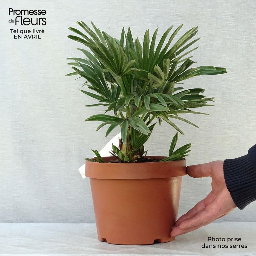 Example of Chamaerops humilis Compacta - Europese dwergpalm Pot van 2 l/3 l as you get in printemps