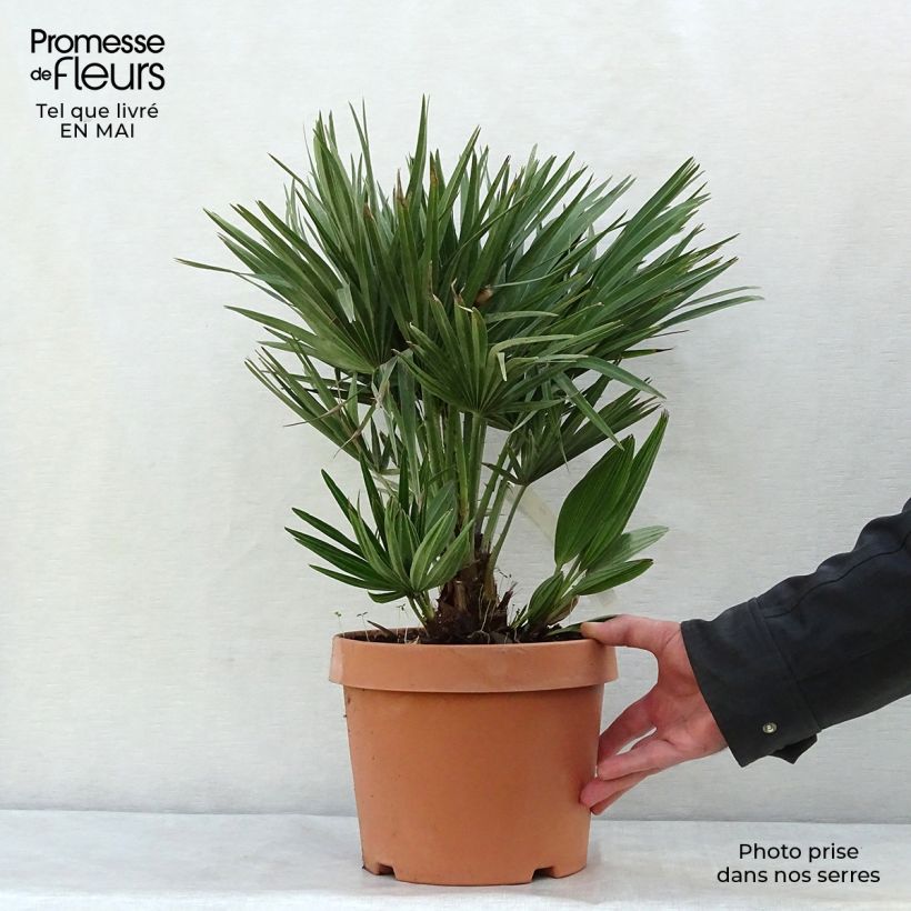 Example of Chamaerops humilis Compacta - Europese dwergpalm Pot van 4 l/5 l as you get in printemps