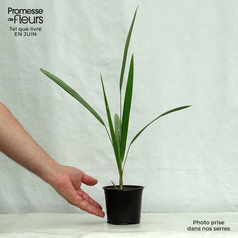 Exemplaar van Chamaerops humilis - Europese dwergpalm Pot van 12 cm / 13 cm zoals geleverd in de zomer