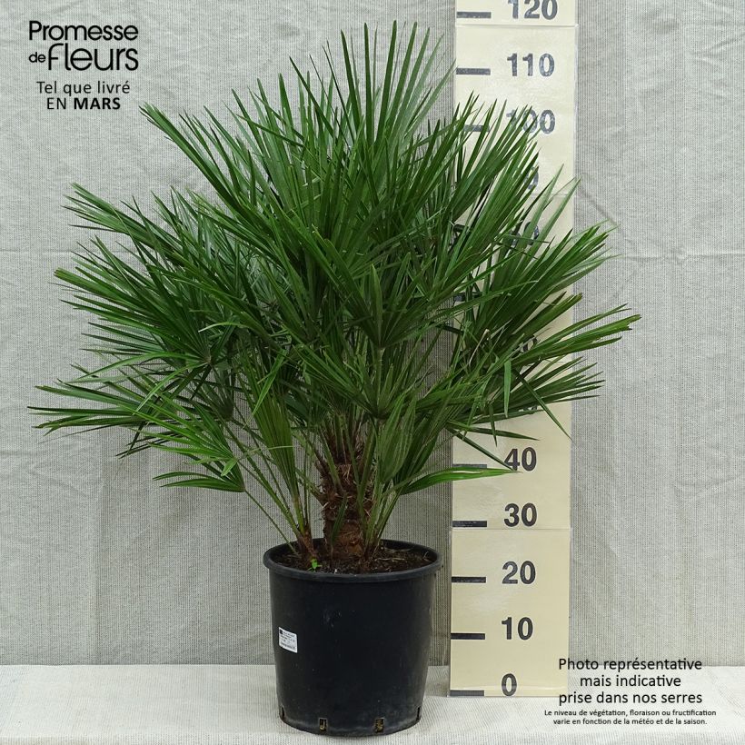 Exemplaar van Chamaerops humilis - Europese dwergpalm Pot van 12 l/15 l zoals geleverd in de lente