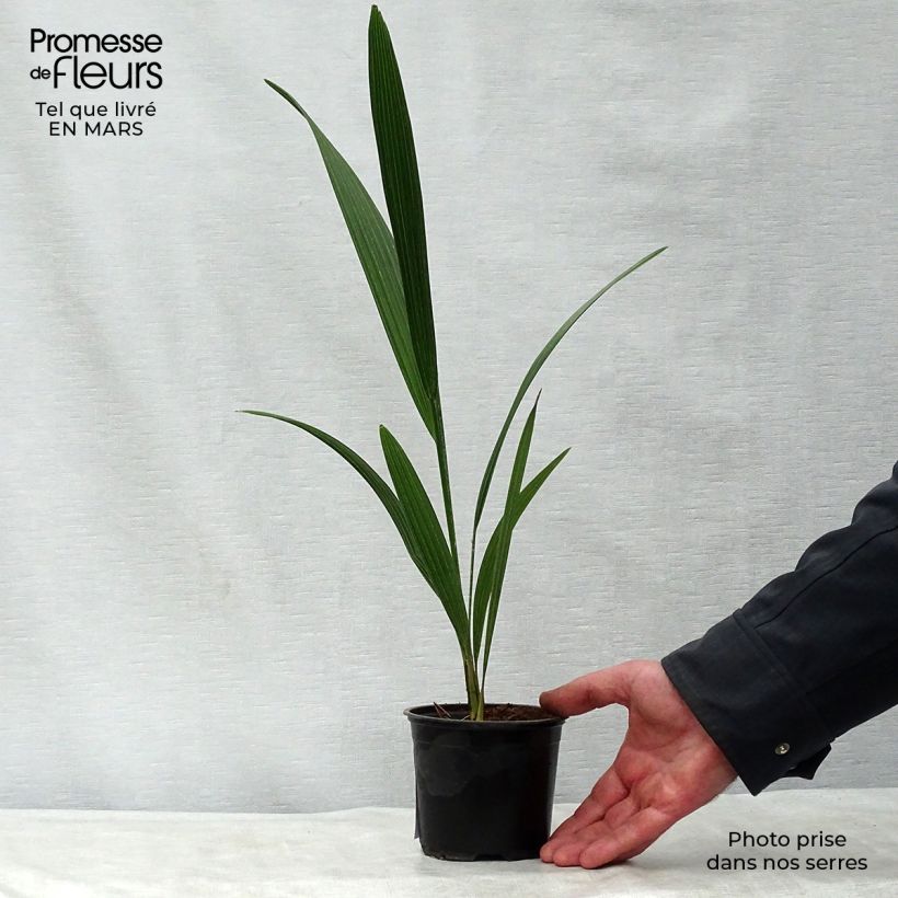 Exemplaar van Chamaerops humilis - Europese dwergpalm Pot van 12 cm / 13 cm zoals geleverd in de lente