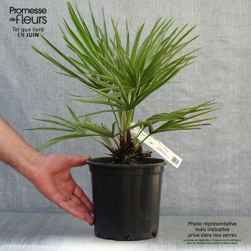 Exemplaar van Chamaerops humilis - Europese dwergpalm Pot van 2 l/3 l zoals geleverd in de zomer
