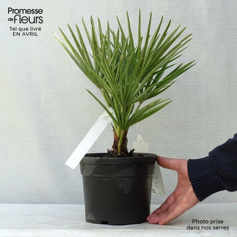 Exemplaar van Chamaerops humilis - Europese dwergpalm Pot van 2 l/3 l zoals geleverd in de lente